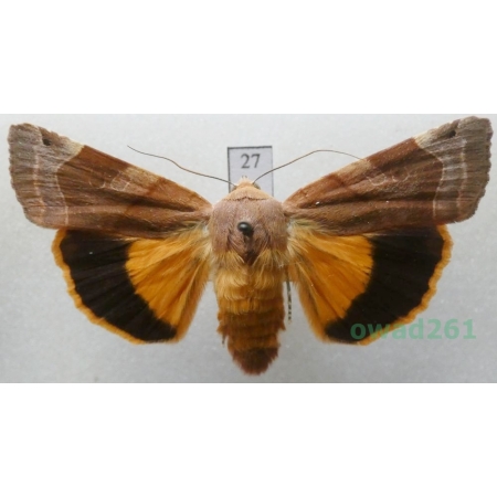 Noctua fimbriata (Schreber, 1759) Rolnica aksamitka Czech27